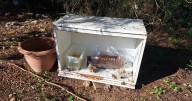 Denuncian la presencia incontrolada de gatos en diferentes puntos de la Playa de Palma