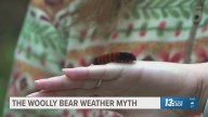 Here's why: caterpillars aren't meteorologists