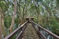 A protected mangrove forest stands strong as Metro Manila’s last coastal frontier