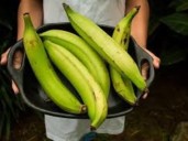 Williiam Arias, experto en salud: “Gracias a su cantidad tan alta de almidón resistente, comer plátano verde a diario puede disminuir las posibilidades de un cáncer colorrectal”
