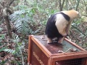Güira Oga liberó animales tras varios meses de rehabilitación