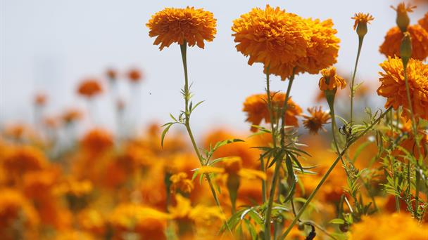 Cempasúchil, la flor mexicana que guía a las almas de los muertos de vuelta a sus hogares