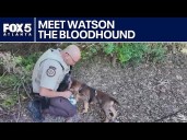 Watson the Bloodhound's first day on the job