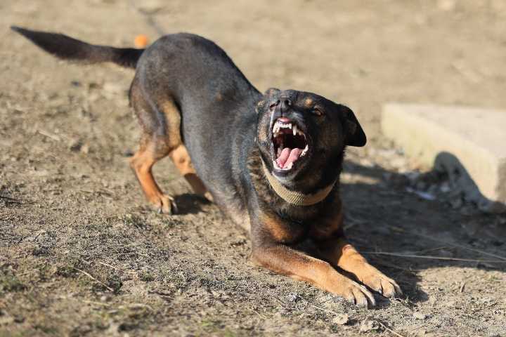 Niño atacado por perros en Georgia causa indignación nacional