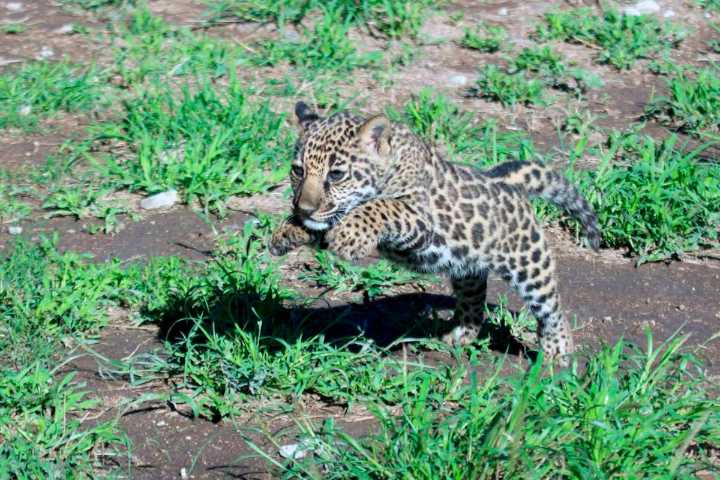 Nace ‘Yazu’, una cría de jaguar mexicano que alimentará un banco genético de su especie