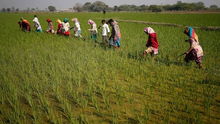 55% hike in non-urea fertiliser subsidy approved for rabi season