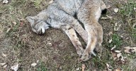 $3000 reward offered in illegal killing of Canadian lynx in Northern Maine