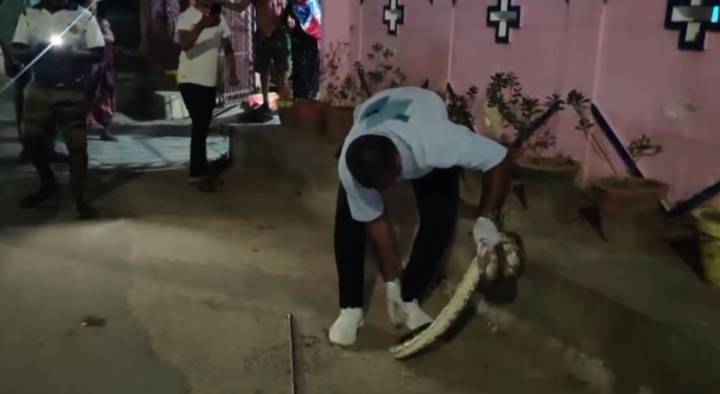 6-foot python rescued from residential area in Odisha’s Ganjam