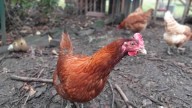 It’s avian influenza season again. Here’s how to be prepared