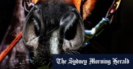 Race-by-race preview and tips for Coonamble on Sunday