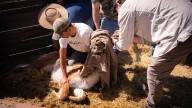Las claves del proyecto que busca repoblar al guanaco en la cordillera de la Región Metropolitana