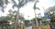 Miraflores culmina traslado de palmeras del óvalo central en el marco de la recuperación de la pileta 