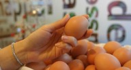 El 70% de los peruanos rechaza el encierro de las gallinas en jaula