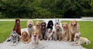 Discover the top 9 healthiest dog breeds that could save you a fortune in vet bills