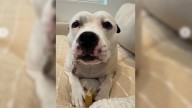 Shy California Dog Rescued Just Hours Before Euthanasia Celebrates Life With Adorable Zoomies