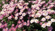 The Common Kitchen Herb That Can Boost Mums When Planted Together