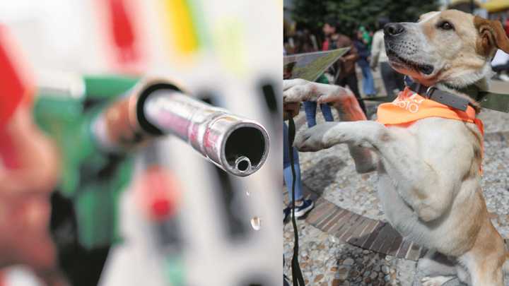 Al surtir gasolina, también se surte esperanza: la alianza entre la Gobernación del Valle y gremio del combustible, para ayudar a animales vulnerables