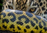 Una jaguar sorprende a una anaconda y gana el enfrentamiento, que fue capturado por un fotógrafo en Brasil: ¡mira!