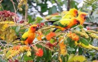 How Rewilding With the Beauty of Birds Can Heal Our Planet