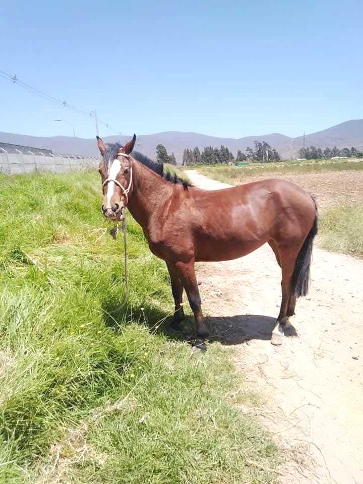 Roban yegua en Pan de Azúcar y su dueño teme lo peor…