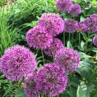 It’s time to plant spring bulbs