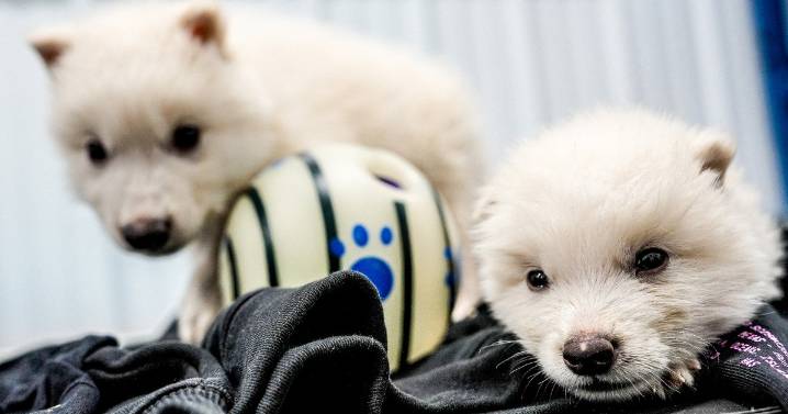 Should scientists be allowed to edit animals' genes? Yes, say some conservation groups