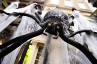 Spiders Are On The Move For Love This Season