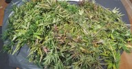 Detenido un conductor en Can Picafort con medio kilo de marihuana en el maletero del coche