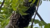 Bomberos de Mazatlán ha atendido tres ataques de abejas en 2025