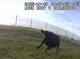 Watch: Video shows police capture wayward cattle in Fargo