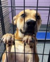 Podcast: Stray leadership? Why city of El Paso is again looking for Animal Services director after years of turnover, public criticism