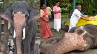 Popular tusker Guruvayur Gokul dies aged 30