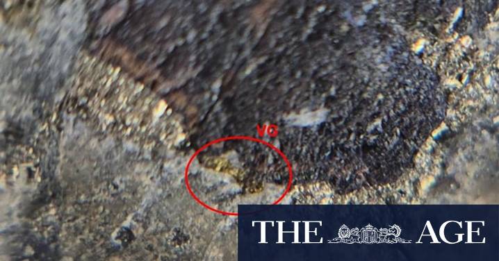 Visible gold prompts quick follow-up drilling for Zenith in QLD