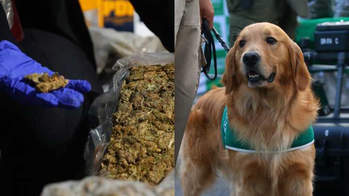 Dos personas detenidas tras incautación de más de tres kilos de marihuana en Temuco
