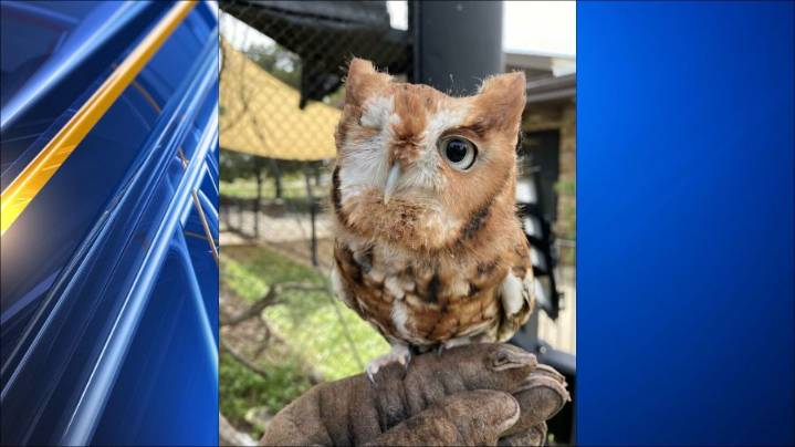 One-eyed owl Odin dies at Wichita's Riverside Park wildlife exhibit