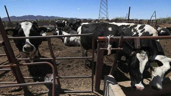 A Texas le urge el ganado mexicano, exige abrir frontera