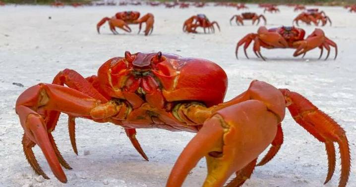Claws out: booming population of red crabs on the march
