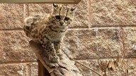 Unidad de Rehabilitación de Fauna Silvestre de Pachuca reinsertarán a su hábitat a un tigrillo y otras especies