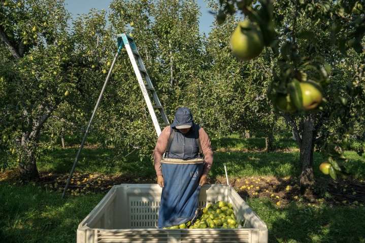 Takeaways from AP’s report on the growing dangers of heat on pregnant agriculture workers