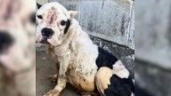 Pregnant Pup Who Was Almost Euthanized In Texas Shelter Finally Learns What It Means To Be Loved