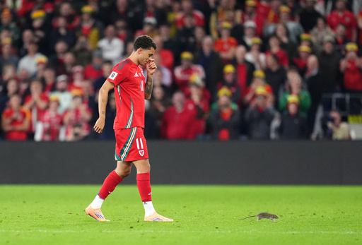 Una rata retrasa brevemente el partido clasificatorio al Mundial entre Gales y Bélgica