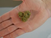 How to Pick the Best Flower: Tips for Selecting Cannabis That Will Hit the Spot