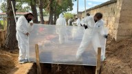 Cómo los cerdos y los insectos ayudan a expertos a encontrar restos humanos en fosas de México