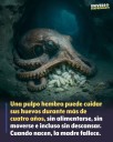 Cuando una pulpo hembra pone sus huevos, comienza un proceso biológico extremo qué se conoce como semelparidad