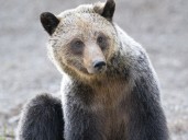 First grizzly bear killed under new provincial program