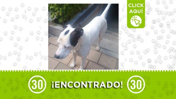 ¿Se le perdió el cachorrito? Perrito deambula por Niquía y podría ser el suyo