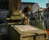 LOGOS | Tumbas por doquier; México no muere  