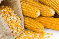 Cosecha récord de maíz en EE.UU. presiona precios en el mercado mexicano
