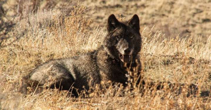 California euthanizes four gray wolves following dozens of livestock attacks