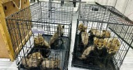 Cheetah cubs destined for illegal trade in exotic pets rescued in Somaliland